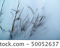 dried grass on snow background 50052637