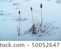 dried grass on snow background 50052647