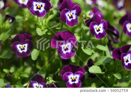 Purple viola 50052759