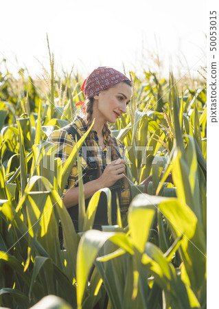 Farmer woman checks out her maize field Farmer woman checks out her maize field 50053015