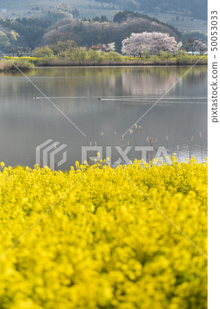 櫻花和油菜花 50053033