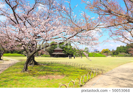 Sakura in Koishikawa Korakuen garden, Okayama, 50053068