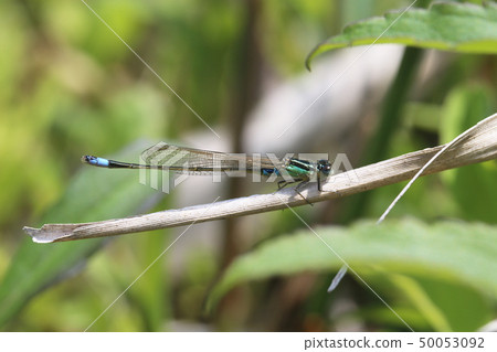 Ao montitonbo 50053092