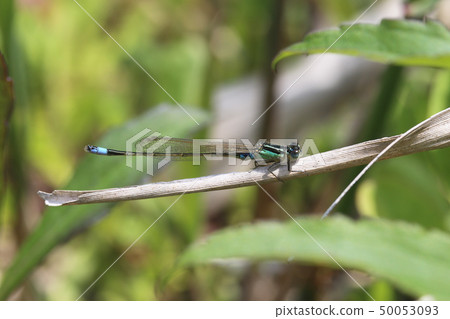 Ao montitonbo Ao montitonbo 50053093