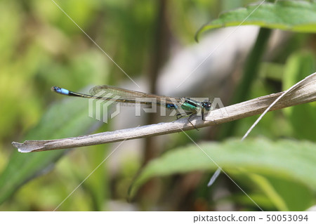 Ao montitonbo 50053094