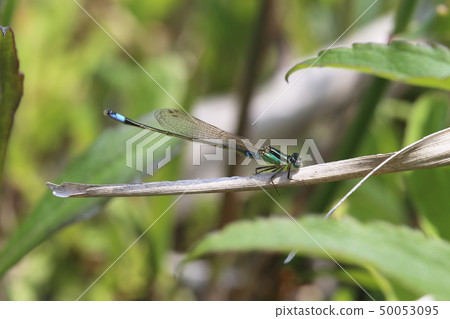 Ao montitonbo 50053095