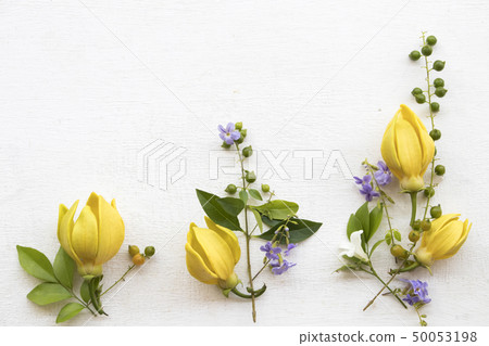 ylang ylang yellow flower local flora of asia  50053198