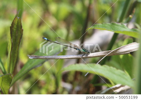 Ao montitonbo 50053199