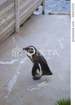 神戶動物王國的海角企鵝 神戶動物王國的海角企鵝 50053559
