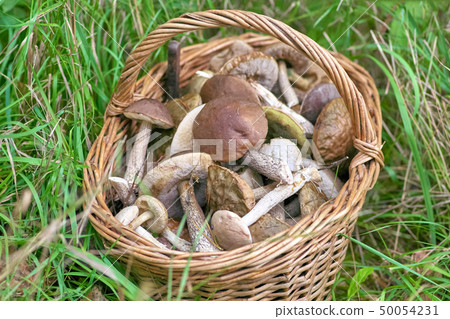 Full basket of mushrooms in green grass 50054231