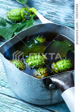 Healing potion from datura. 50054484