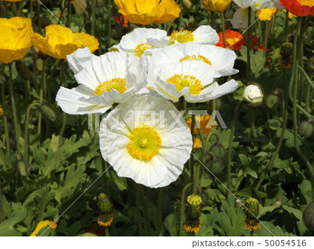 Icelandic poppy white and yellow flowers Icelandic poppy white and yellow flowers 50054516