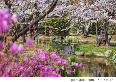 Spring Japanese garden 50055042