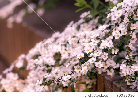 Yuki Yanagi白花 Yuki Yanagi白花 50055056