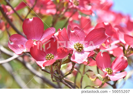 Dogwood (flower wood) 50055207