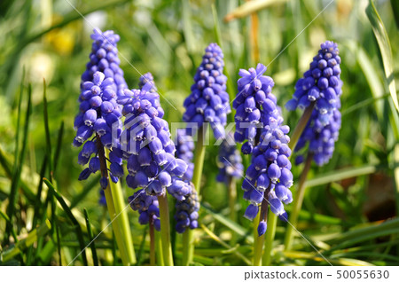 Muscari Muscari 50055630