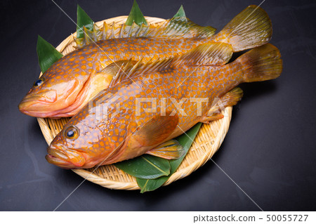 Aphid pheasant Aphid pheasant 50055727