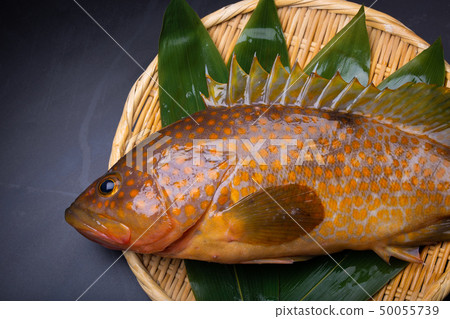 Aphid pheasant 50055739