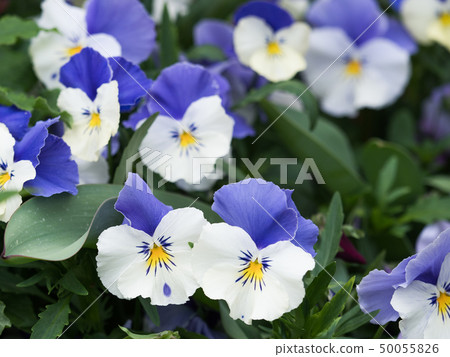 Viola flowers Viola flowers 50055826