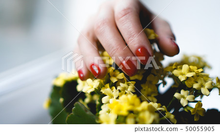Red nails and yellow flowers. Beautiful composition of vivid colors Red nails and yellow flowers. Beautiful composition of vivid colors 50055905
