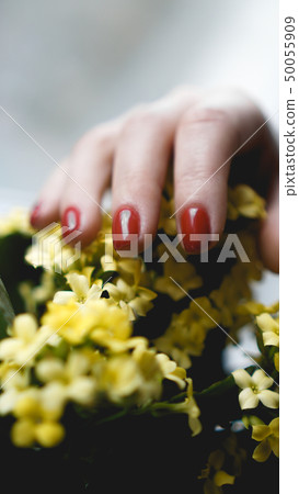 Red nails and yellow flowers. Beautiful composition of vivid colors Red nails and yellow flowers. Beautiful composition of vivid colors 50055909