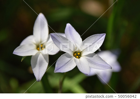 哈納尼拉（哈納） 50056042