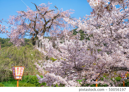Kyoto Maruyama Park Sakura and Gion twig cherry blossoms 50056197