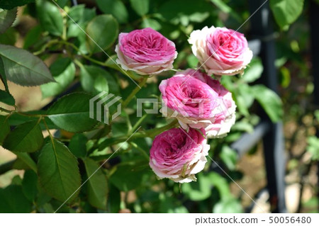 Pink rose "Mimi eden" flower bed 50056480