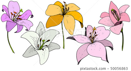 Vector Lily floral botanical flower. Engraved ink art on white background. Isolated lilium 50056863