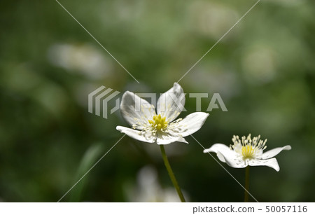 Nirinso（兩個小麥草） 50057116