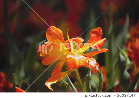 Tulip Tulip 50057147