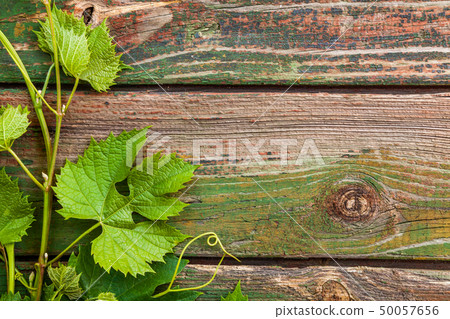 Grape leaves on a old wood background Grape leaves on a old wood background 50057656