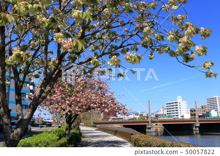Spring on the Kagami River embankment (Kochi City) 50057822