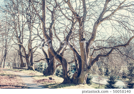 Ancient trees with knobby curving bare branches Ancient trees with knobby curving bare branches 50058140