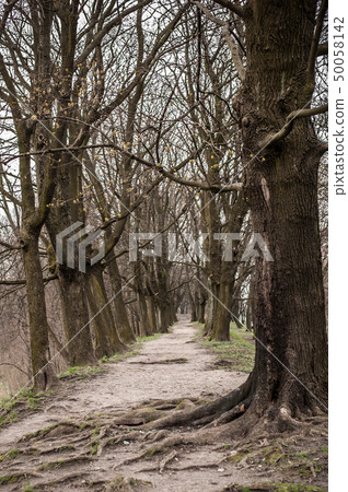 The trodden path in a mysterious mystical place The trodden path in a mysterious mystical place 50058142