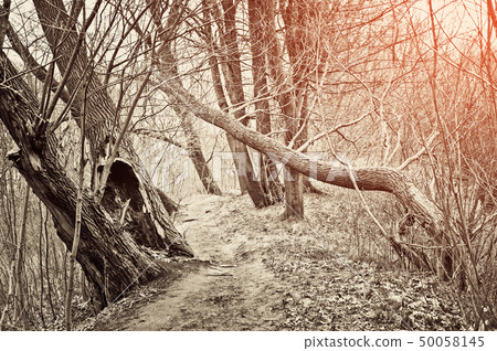 The trodden path in a mysterious mystical place The trodden path in a mysterious mystical place 50058145