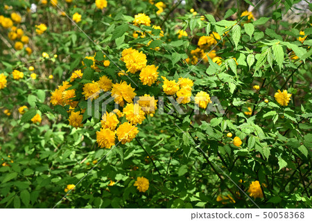 八重山bunki（八重月紀） 50058368