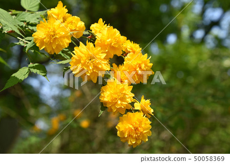 Yaeyama bunki (Yaeyama Yuki) 50058369