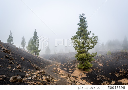 Mystery paths of Chinyero volcano Mystery paths of Chinyero volcano 50058896