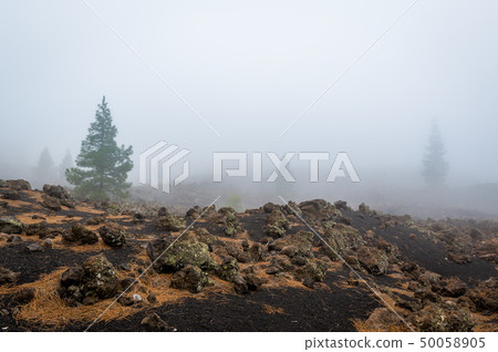 Lonely trees at volcano desert of Teide Lonely trees at volcano desert of Teide 50058905