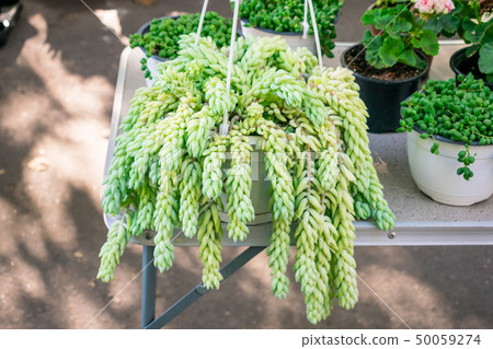 Sedum morganianum (lamb's tail, burro's tail, Sedum morganianum (lamb's tail, burro's tail, 50059274