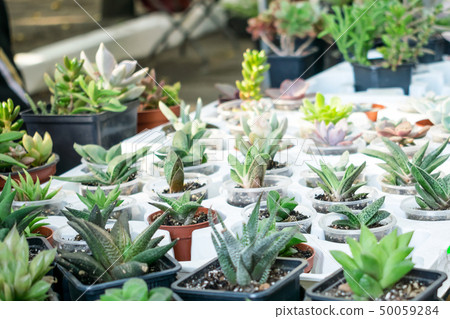 Various types of succulent plant pot - echeveria, Various types of succulent plant pot - echeveria, 50059284