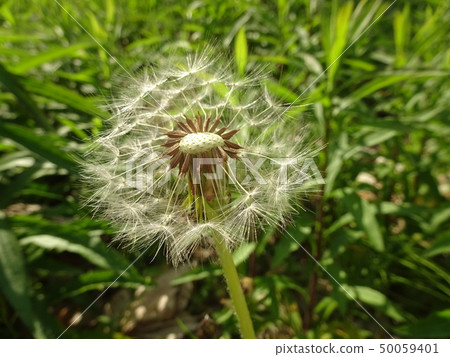 白花蒲公英 50059401