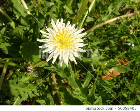 White flower dandelion White flower dandelion 50059403