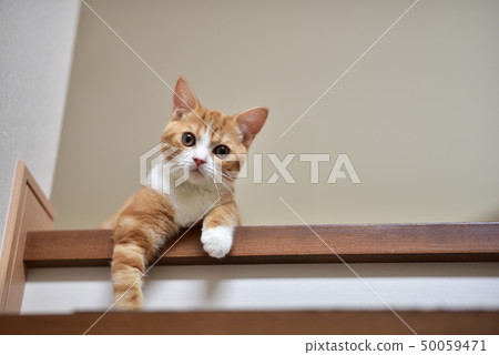 Scottish fold Scottish fold 50059471