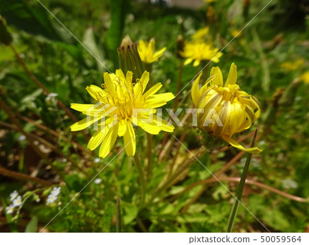黃色花蒲公英 50059564