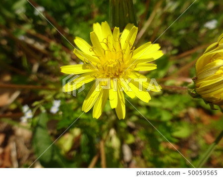 黃色花蒲公英 50059565