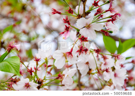 Scattering cherry blossoms in late spring Scattering cherry blossoms in late spring 50059688