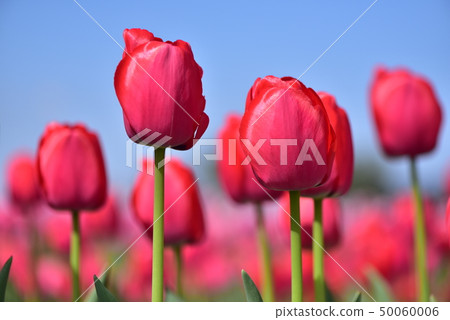 Red tulip blooming in the blue sky 50060006
