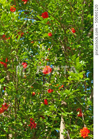 Pomegranate tree with flowers (scientific name: Punica granatum) 50060120